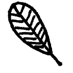 Icon barbfeather.png